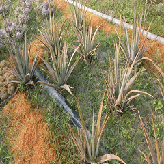 A whole piece of aloe vera plant