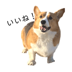 here comes Mr.Corgi