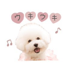 hani.bichon__coton sticker