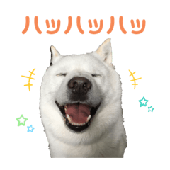 北海道犬くまの日常３