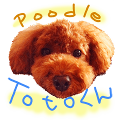 I'm Toto at Poodle