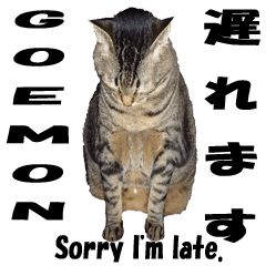 Lovely cat Goemon 2nd