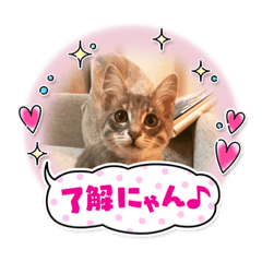 Yugo_20210304111021