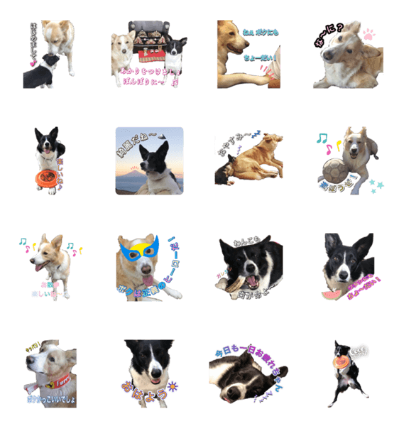 ボーダーコリー ジャック めろ Lineクリエイターズスタンプ Stamplist ボーダーコリー ジャック めろ Lineクリエイターズスタンプ Stamplist