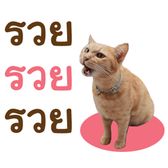 Futoru Cat (Daily Girl)