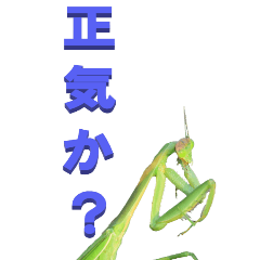 Mantis to Tsukkomi-BIG