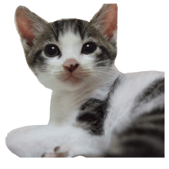 Sticker of a kawaii cat 2