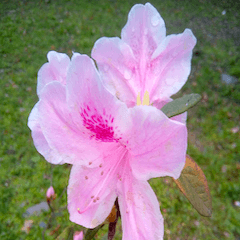 さようなら美しい台湾の花
