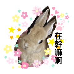 我的兔子叫乖乖