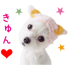 Real DOG Maltese of model -MOKO-