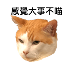 大事不喵了