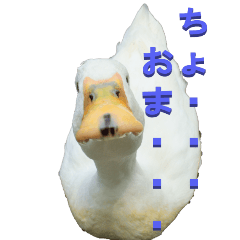 Duck to Tsukkomi-BIG
