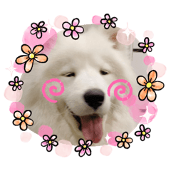 旺旺旺汪汪汪