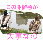 Birds Birds!!!
