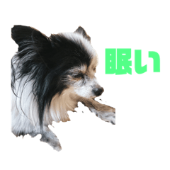 Puffy papillon
