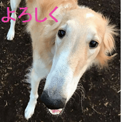 Borzoi dogs and brothers