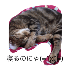 CATNOkimochi