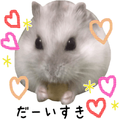 Cute hamster monyomelo
