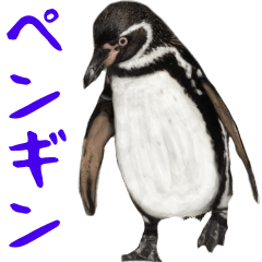 Photograph of the penguin
