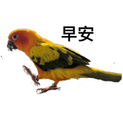 金太陽鸚鵡
