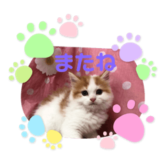 chie_20210306114445