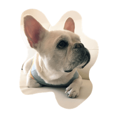 cute french bulldog Hime