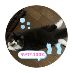 Mimi_20210306131848
