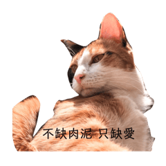 浪浪有家了-miu ♡