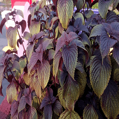 Dark red basil