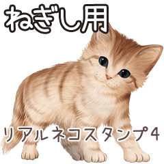 Negishi Real pretty cats 4