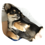 My lovely dog1126