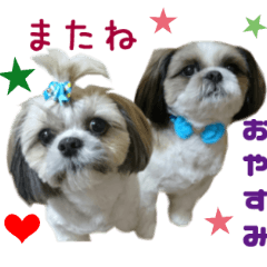 Real DOG Shih tzu -Maron & Yamato-