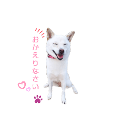 White shiba inu Cocona.