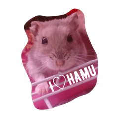 I love hamu