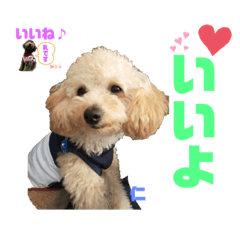 仁と礼　トイプードル兄弟24スタンプ