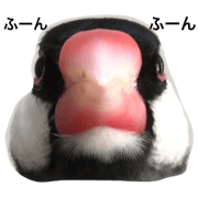 super java sparrow