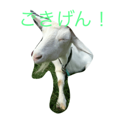cat goat life