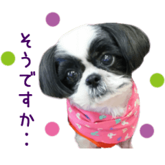 リアルdog 黒白シーズー桃子ちゃん Line スタンプ Line Store