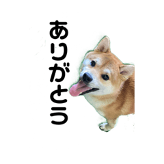 shiba dog KIO