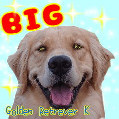 Golden Retrever K☆ 告訴BIG♪