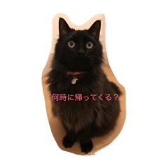 MOFUMOFU cat's DAYS