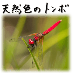 Japanese dragonfly