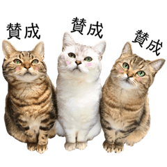 猫猫日和3☆気軽な日常会話スタンプ