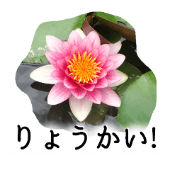 A floral message! water lily