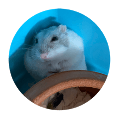 Very Mister Pietui 5