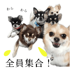 Six Chihuahuas from Japan