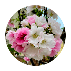 CHEERY BLOSSOM SAKURA STICKERS 1