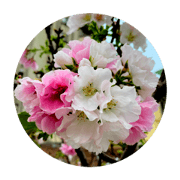 CHEERY BLOSSOM SAKURA STICKERS 1