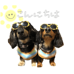 Kaninchen Dachshund Clea Mel