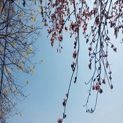 Yellow-flowered Campanula and Kapok Tree